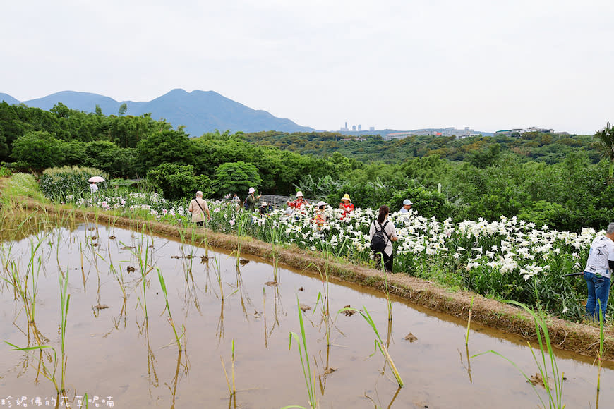 新北淡水｜奎柔山路百合花園