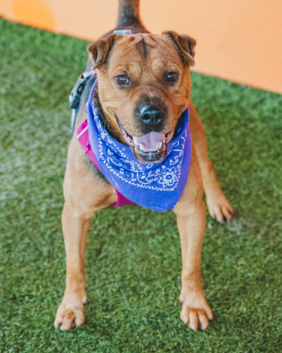 Meet Arnold #A2479383, the rough and rowdy 3-year-old Shar-pei mix with boundless energy and a love for canine companions. Arnold came to the shelter in June after being surrendered by his previous owner, but his past doesn’t define him. He’s a resilient pup who refuses to let anything bring him down. Give Arnold the loving home he deserves and watch him thrive in a life fill of adventure and joy!