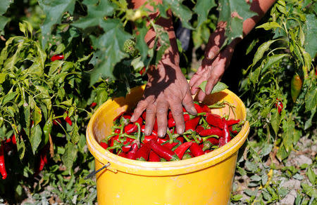 A woman gathers red peppers into a bucket for a company producing powdered paprika, one of Hungary's best-known staples, in Batya, Hungary, September 26, 2016. REUTERS/Laszlo Balogh