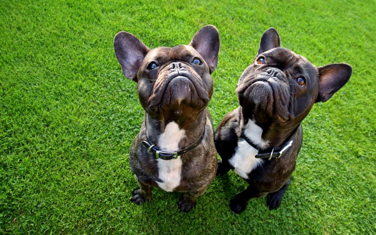 French bulldogs, some of which have breathing problems if overbred - Moment RF