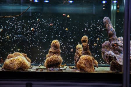 Light illuminates an aquarium full of Pillar coral (Dendrogyra cylindricus) just a few days before the animals would successfully spawn in an aquarium for the first time at a Florida Aquarium facility in Apollo Beach, Florida