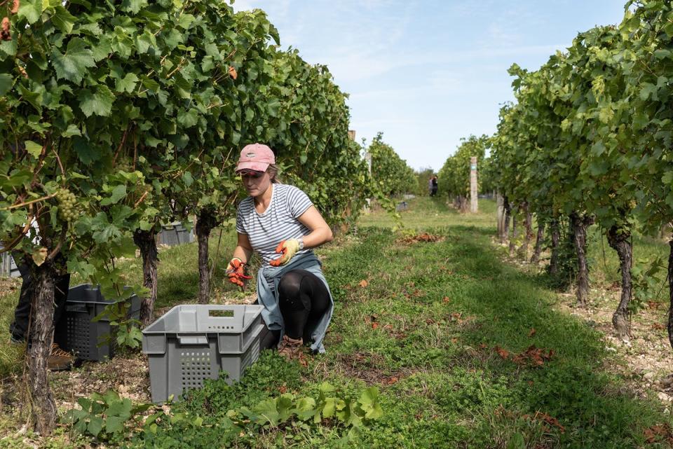 Exton Park only opens its doors to visitors during harvest season (Exton Park)