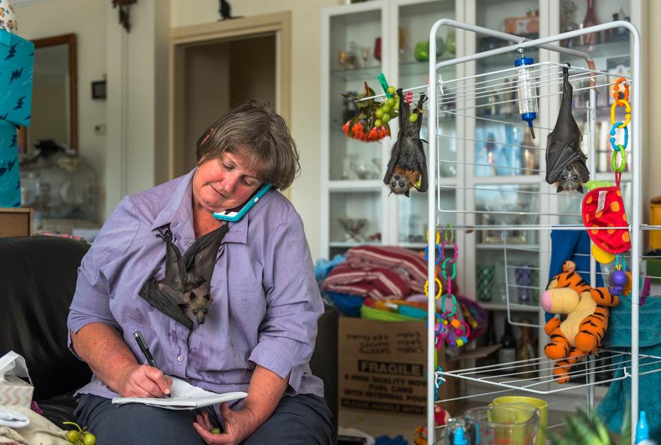 Wildlife carer Julie Malherbe looks after three recently orphaned grey-headed flying-fox pups in her home whilst at workDouglas Gimesy/Wildlife Photographer of the Year