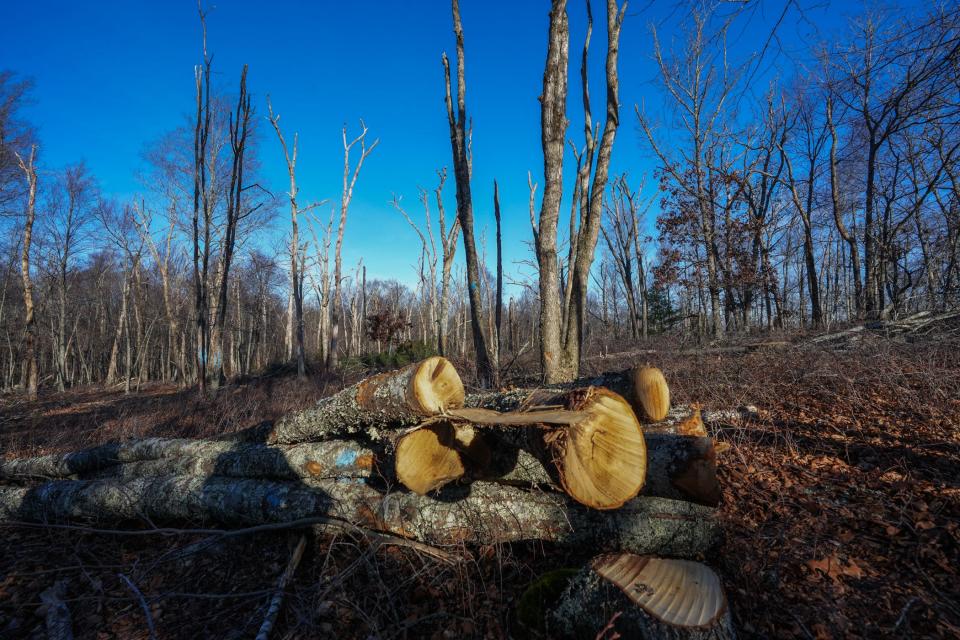 A pile of cut black birches awaits removal at Hillsdale Preserve in Richmond, where researchers are studying ways to protect forests from climate change and other threats by thinning the trees and introducing hardier species.