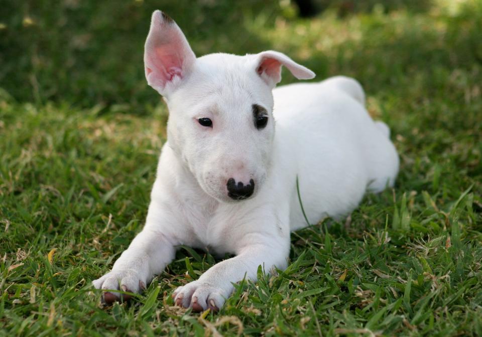 Miniature Bull Terrier