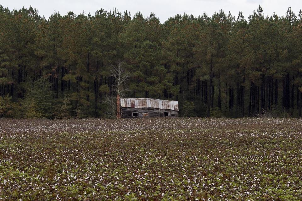 The Wider Image: The Legacy of "King Cotton" in the American South