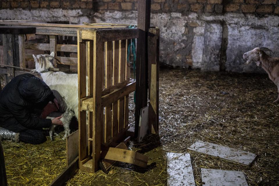 A goat looks on as mother and baby get a helping hand from Olga, a volunteer at an animal shelter in Odesa.