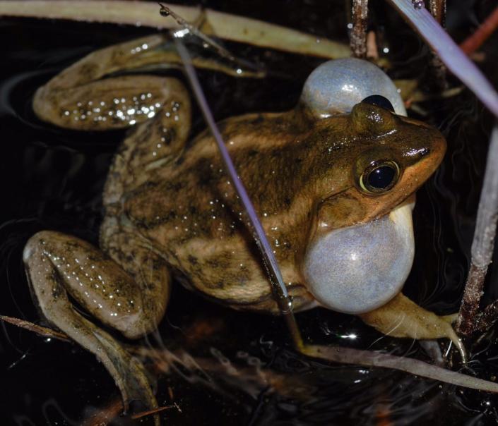 The mating call of southeastern carpenter frogs, which have two throat pouches, sounds like someone hammering. [Photo courtesy Tom Luhring]
