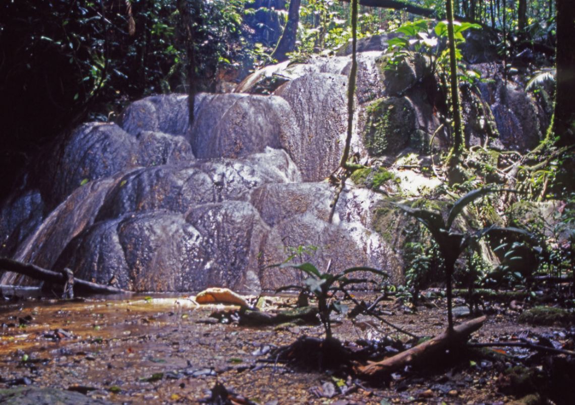 ‘Gran’ criatura –con la ingle azul– es la nueva especie descubierta en bosque de Indonesia