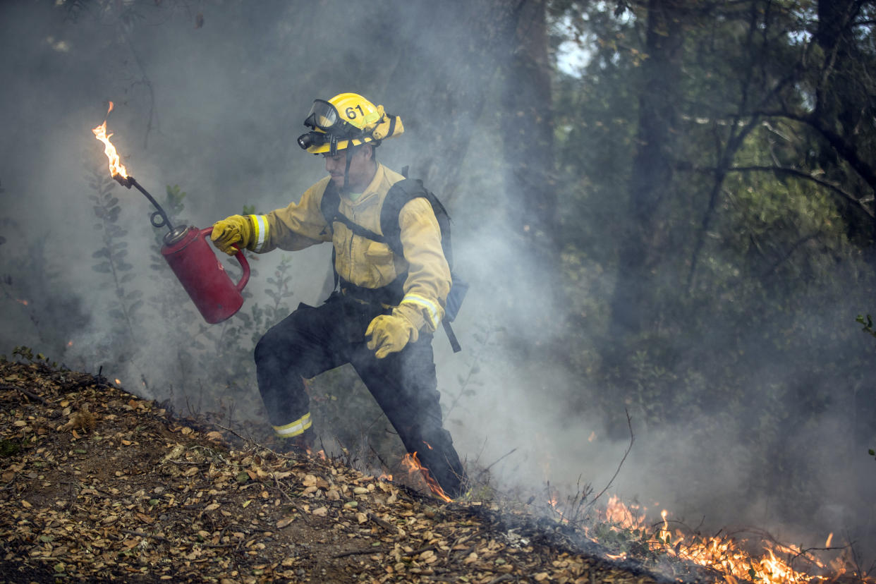 A firefighter ignites piled leaves and brush during a prescribed burn in Healdsburg, Calif., in Nov. 2020.