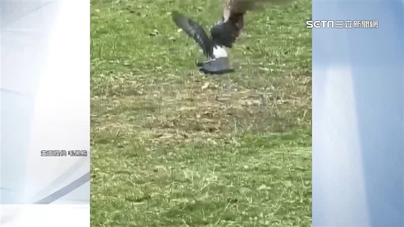 「老鷹」想把抓到的鴿子帶走，但最終鴿子成功逃過一劫。（圖／毛黑熊提供）