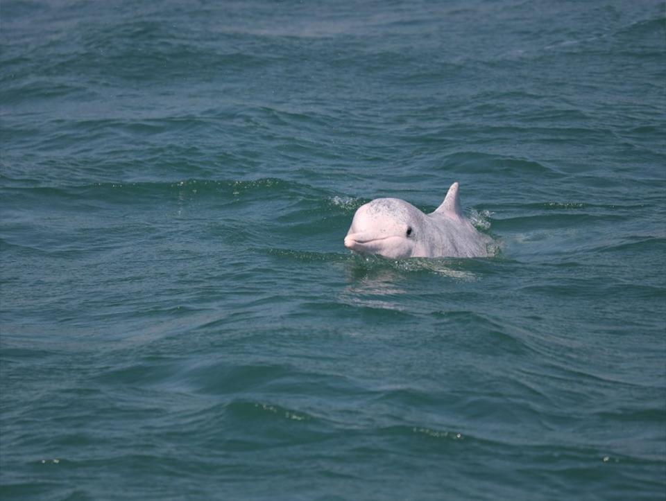 中華白海豚是好奇寶寶，有時會探頭出來「裝下」