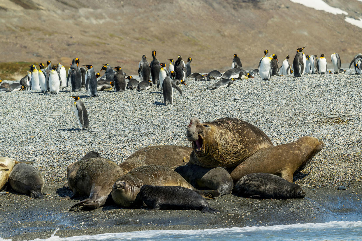 elephant seal Wolfgang Kaehler/LightRocket via Getty Images