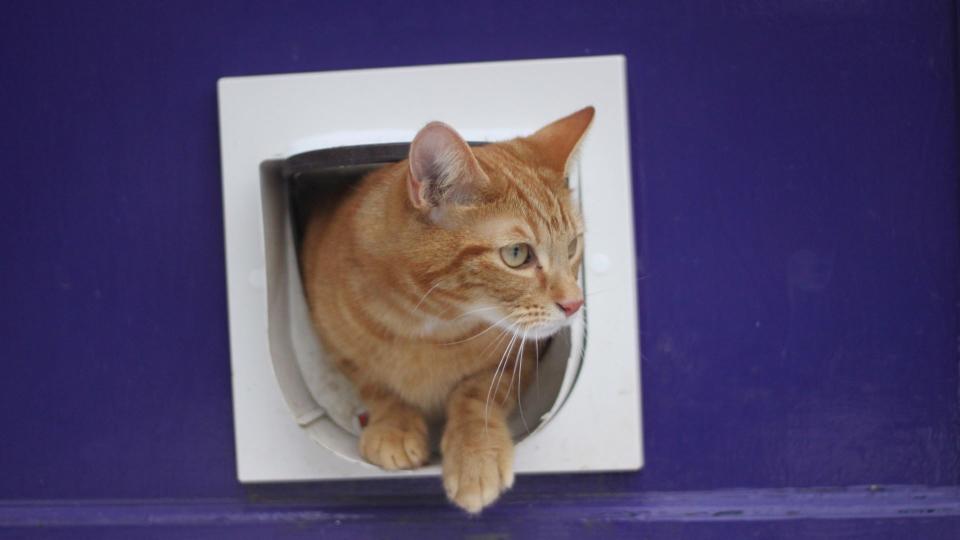 Cat Flap