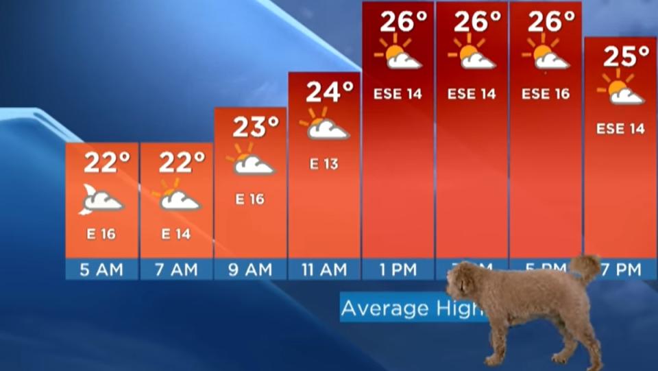 a mini goldendoodle dog sniffs during a weather report