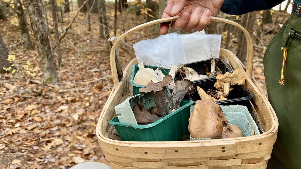 Mushrooms are having a moment, mycologists say. Since the pandemic more people are foraging for fungi. - Jen Christensen/CNN