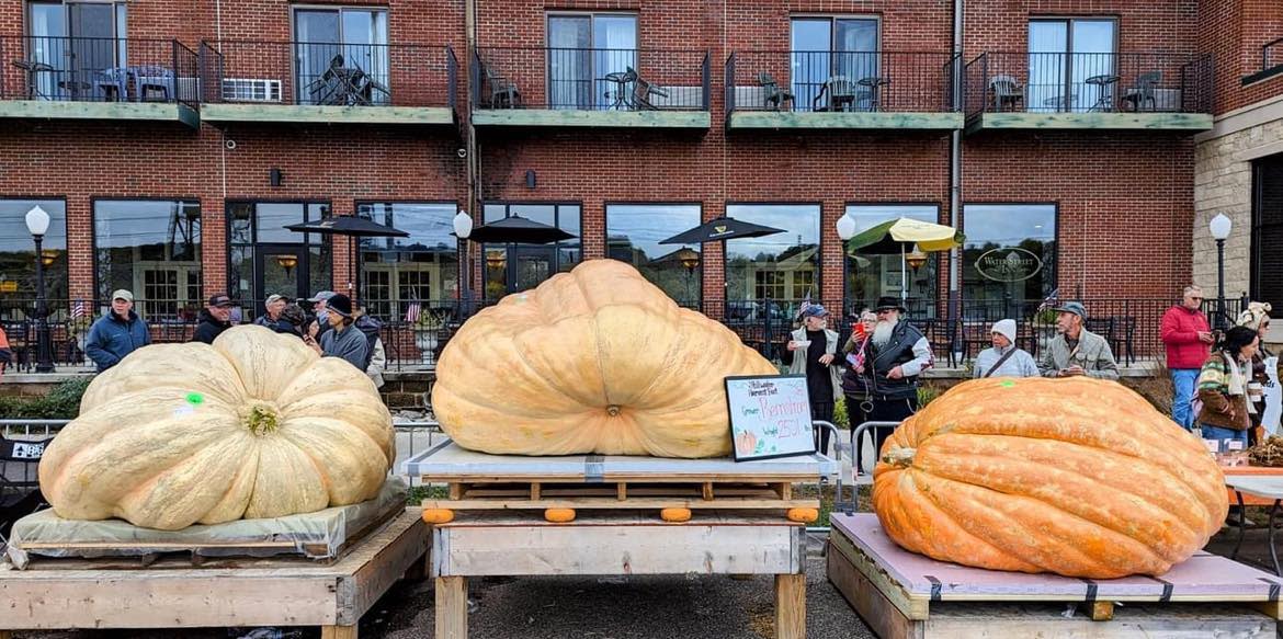 Tom Montsma's third-place, 2,360-lb. pumpkin sits with the first and second place winners at the Stillwater Harvest Fest in Stillwater, Minn.