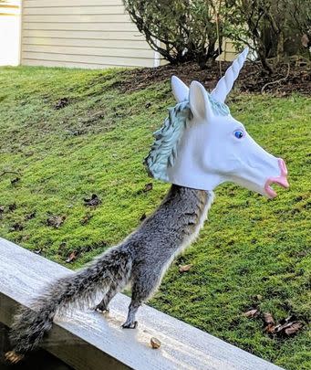 A unicorn head squirrel feeder