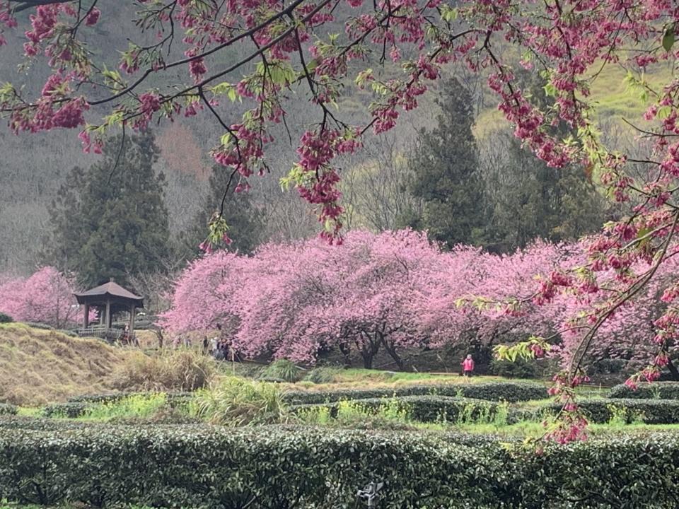 武陵農場櫻花是追櫻族公認最美的賞櫻景點。（圖：彭清仁攝）