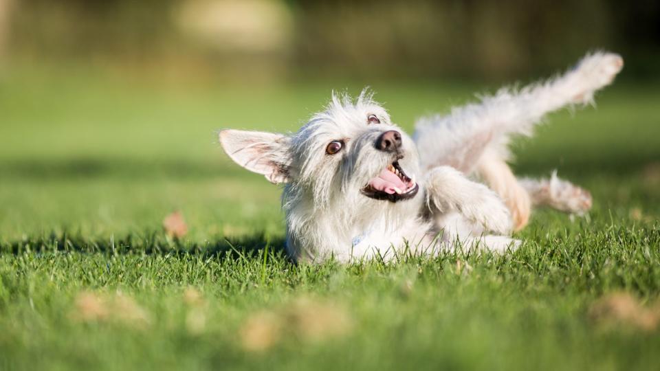 Rolling dog