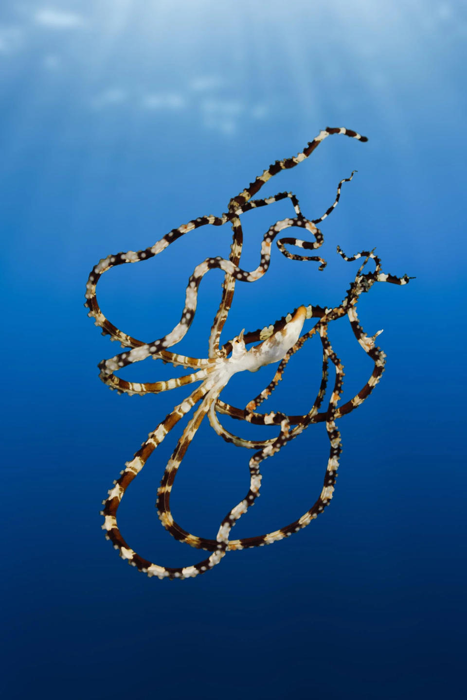 File: The octopus can have stripes or spots depending on the surroundings.