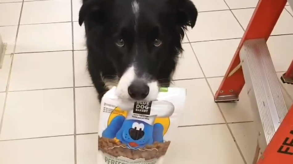 This dog paying for his own groceries is the perfect cure for your stressful week