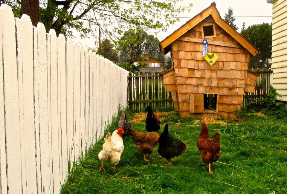 This image taken on April 20, 2013 shows a "Crooked Coop" in Clinton, Wash. that is reminiscent of a fairy tale house of Dr. Seuss. Designer chicken coops are becoming a new kind of yard art and many poultry raisers are being upfront about it -- using the outbuildings as extensions of their homes. A chicken coop can be anything from technical to aesthetic to wacky as long as it functions well for the birds. (AP Photo/Dean Fosdick)