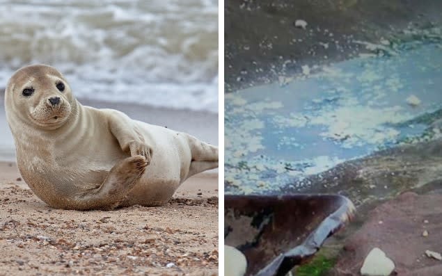 The Hilbre Islands contain a wealth of rare and endangered species