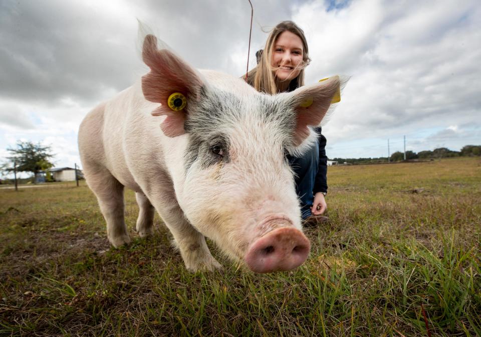 Bartow High School FFA member Katie Stokes is raising a pig and a lamb for the annual Youth Fair.