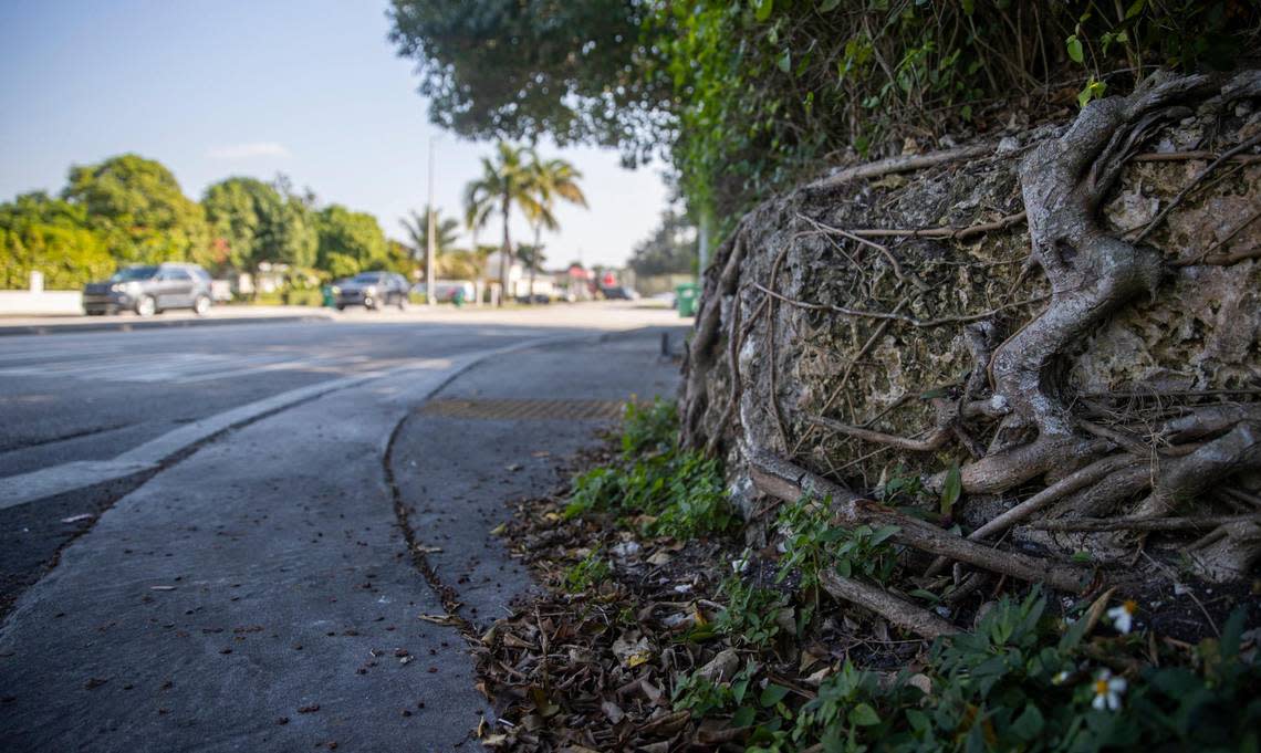 Tree roots wrap around exposed limestone rock at the corner of Coral Way and SW 58th Avenue. Spotting exposed limestone is a reliable clue that you’re standing on some of the highest ground in South Florida. MATIAS J. OCNER/mocner@miamiherald.com