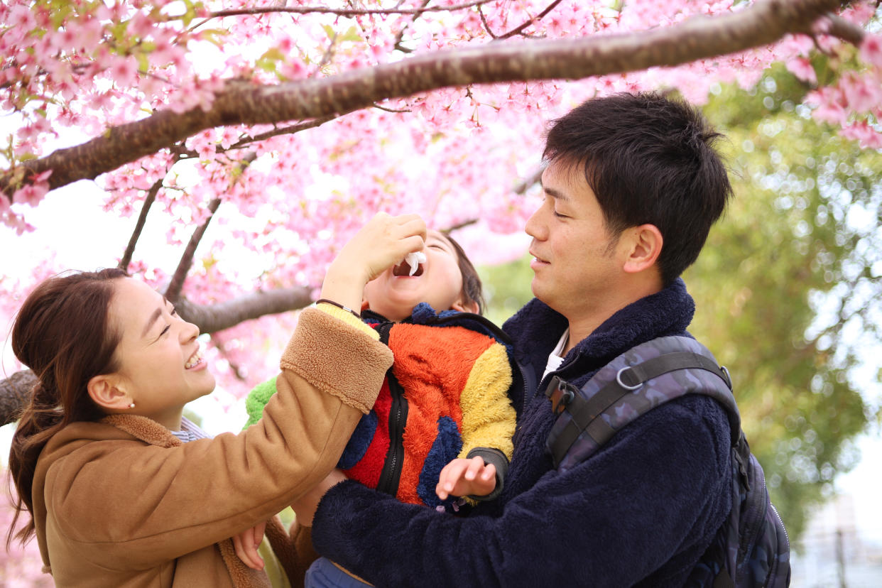 Cherry blossoms in full bloom and thirties couple and one child