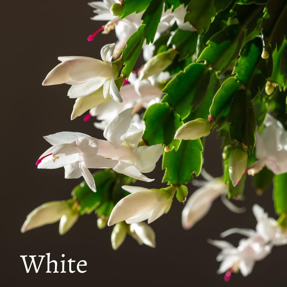 <p><a href="https://tristarplants.com/products/christmas-cactus-schlumbergera" rel="nofollow noopener" target="_blank" data-ylk="slk:Shop Now;elm:context_link;itc:0;sec:content-canvas" class="link ">Shop Now</a></p><p>Thanksgiving Cactus</p><p>tristarplants.com</p><p>$24.55</p>