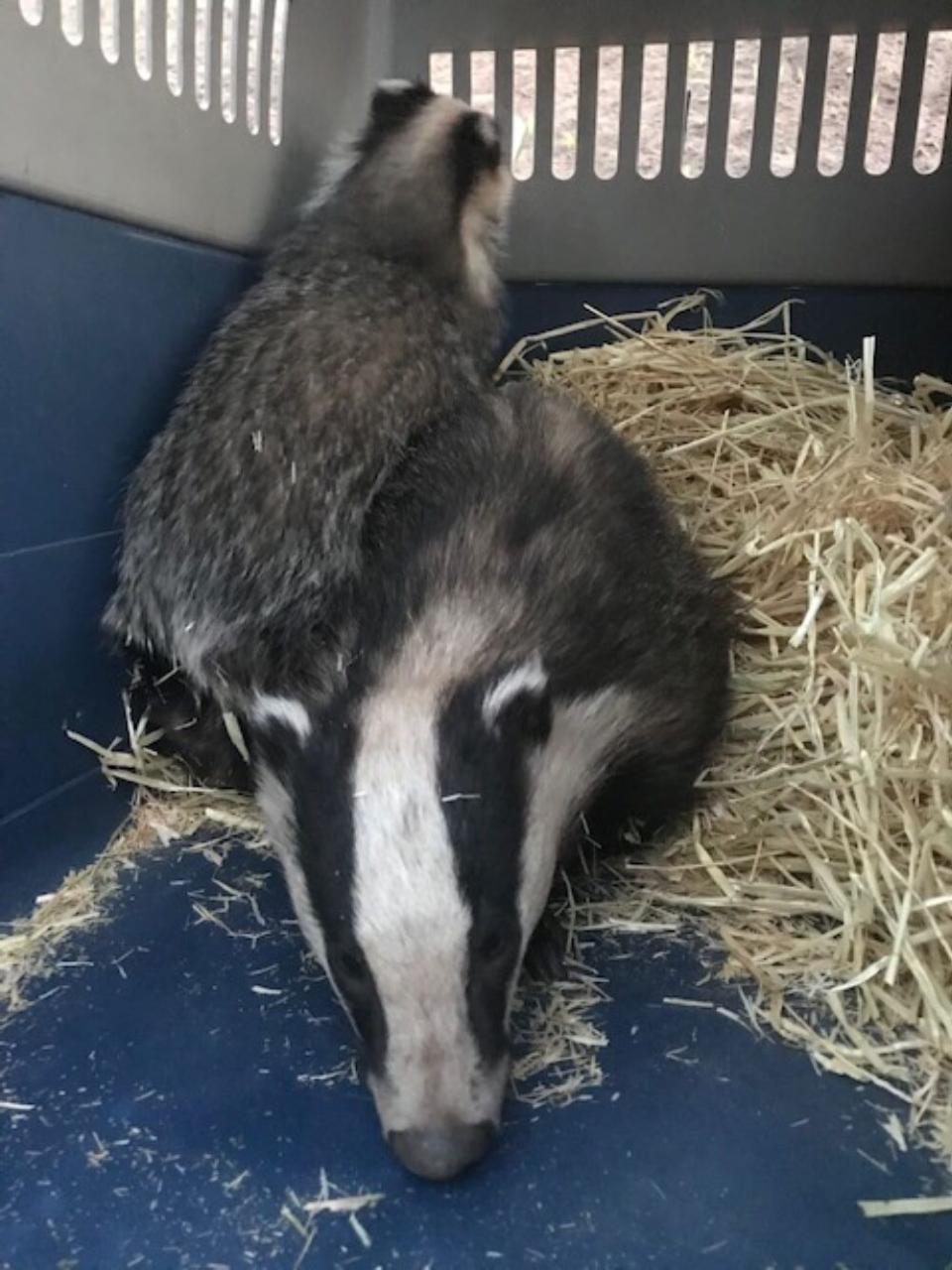 The mother and cub were found when a passing dog sniffed them out.