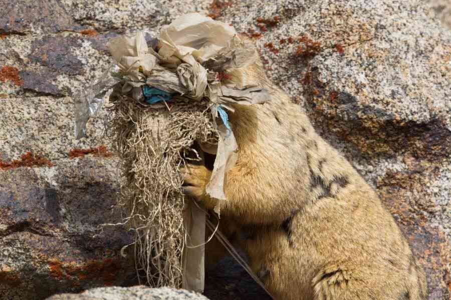 Marmot Task: In remote Ladakh, the face of a Himalayan marmot is obscured as it gathers nesting material that includes discarded plastic bags. A dream destination for most travel enthusiasts, Ladakh has suffered gravely because of unregulated tourism. Just a kilometre from Leh city lies India’s highest landfill, where an estimated 30,000 plastic bottles get dumped in summer months alone. 