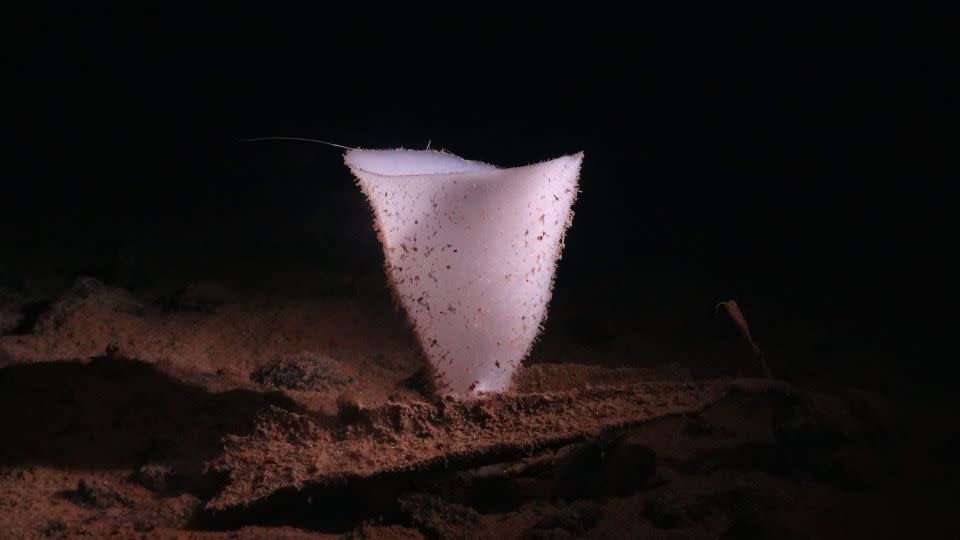 At great ocean depths, there is no sunlight and the temperature is around 35 F (1.5 C), but life forms like this glass sponge thrive.  - NHMDeepSea Group/Natural History Museum, UK