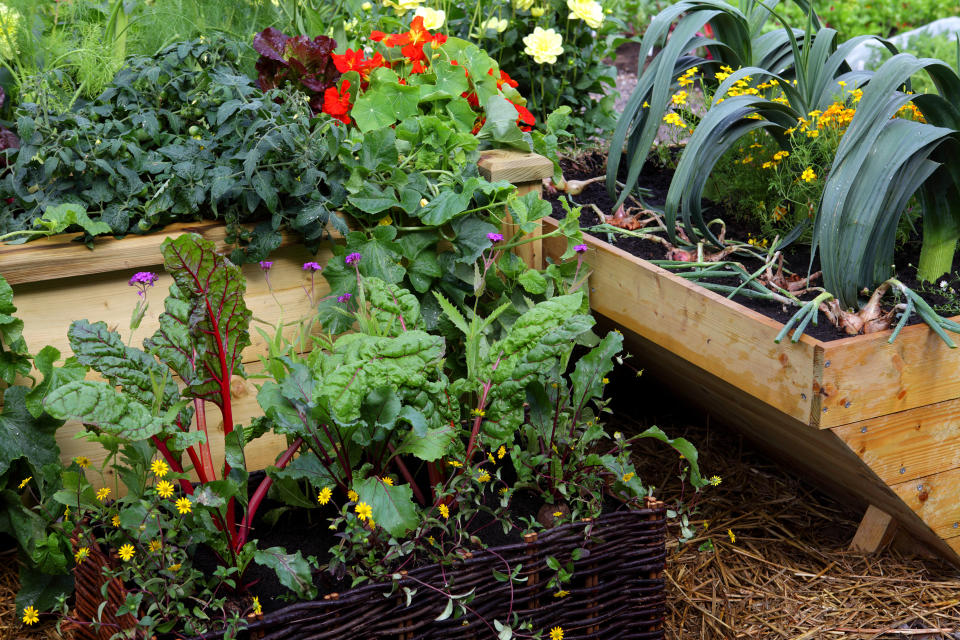 Build a raised bed vegetable garden