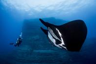 <p>‘Special Encounter’, de Alvin Cheung. Fotografía tomada en la isla Socorro (México).<br>Una manta oceánica o gigante nada entre submarinistas en el Pacífico. (Foto: Alvin Cheung / <a rel="nofollow noopener" href="http://www.uwphotographyguide.com/2018-ocean-art-contest-winners" target="_blank" data-ylk="slk:Ocean Art" class="link ">Ocean Art</a>). </p>