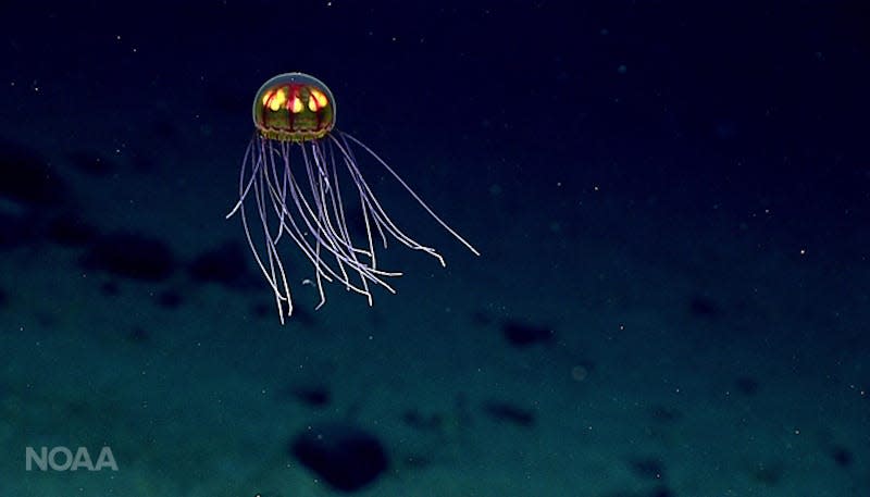 Another hydromedusa, this one  spotted on a ridge located just west of the Mariana Trench.