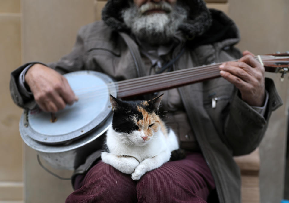 Banjo cat