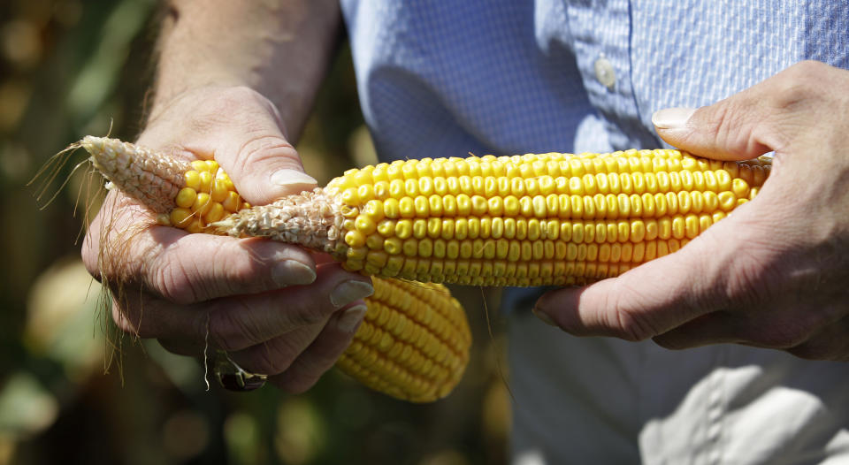 Farmer Tom Albaugh holds drought impacted ears of corn in a field on his farm, Monday, Aug. 20, 2012, in Ankeny, Iowa. Albaugh expects to be harvesting by the middle of September, ahead of the usual end of September or early October schedule. The harvest is three to four weeks ahead of schedule in most of the corn belt because an unusually warm spring allowed farmers to plant earlier. (AP Photo/Charlie Neibergall)