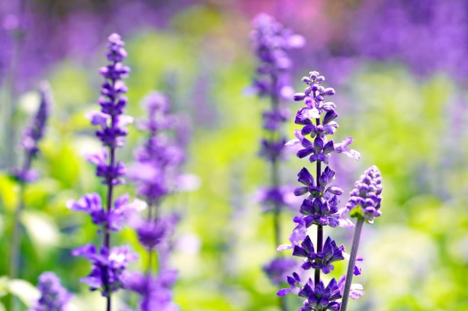 Salvia en flor