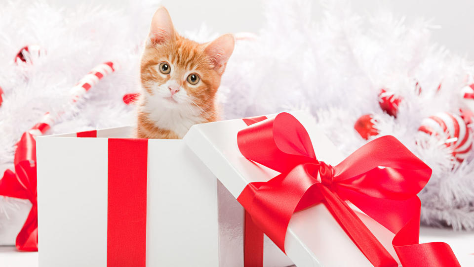 Pets are for life – not just for Christmas. Source: File/Getty