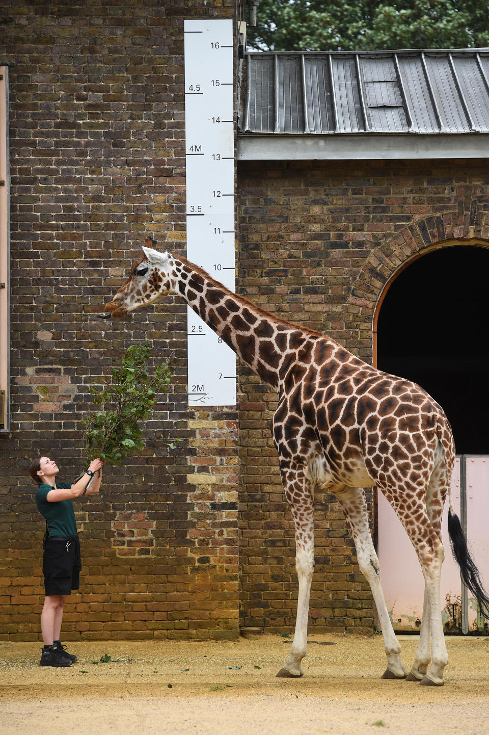 ZSL London Zoo annual weigh-in