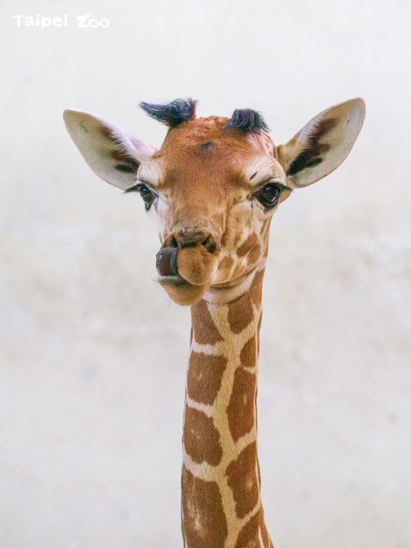 ▲長頸鹿網路聲量位居第二名。（圖／取自Taipei Zoo臺北市立動物園）