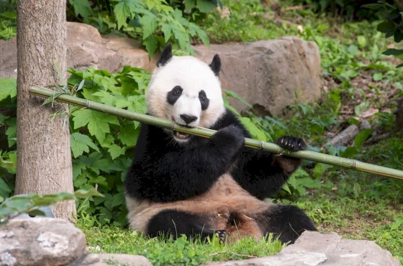 掰掰貝貝 4歲明星貓熊將告別華府動物園(圖取自華府動物員官網)