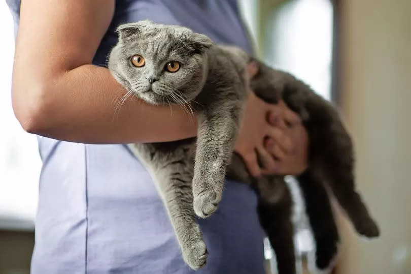 A Scottish fold cat