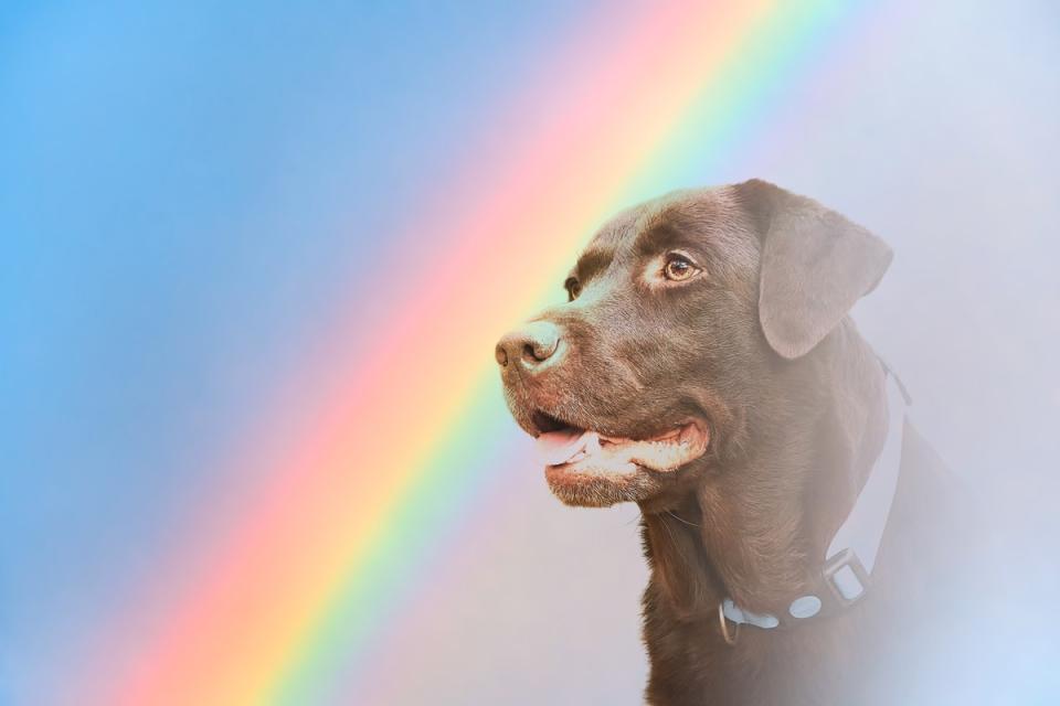 Ways to honor your pup after they pass. <p>Image via Zontica/Shutterstock</p>