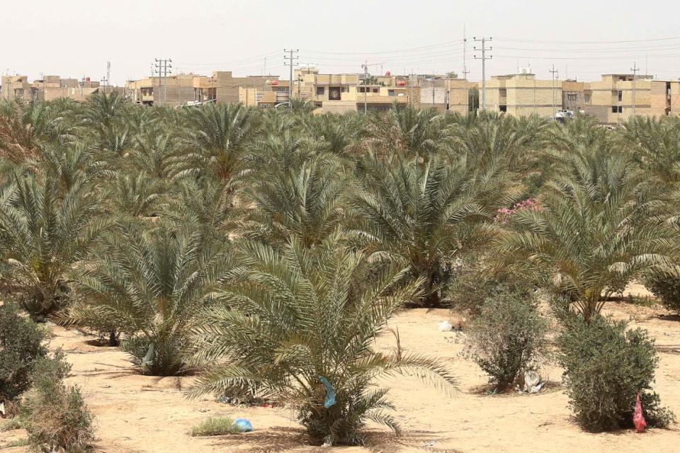 <div class="inline-image__caption"><p>Palm and olive grove in the "green belt" area of Iraq's central city of Karbala, on April 18, 2022.</p></div> <div class="inline-image__credit">Mohammed Sawaf/AFP via Getty Images</div>