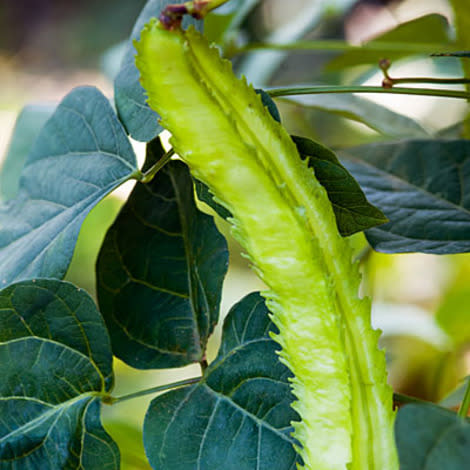 'Asian Winged' bean