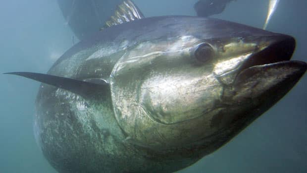 The International Commission for the Conservation of Atlantic Tunas is the agency that sets quotas for commercial species of tuna and swordfish in the Atlantic Ocean. (Chris Park/Associated Press - image credit)